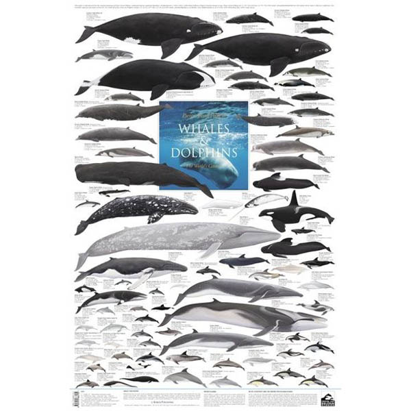 Poster \"Whales & Dolphins of the World\"